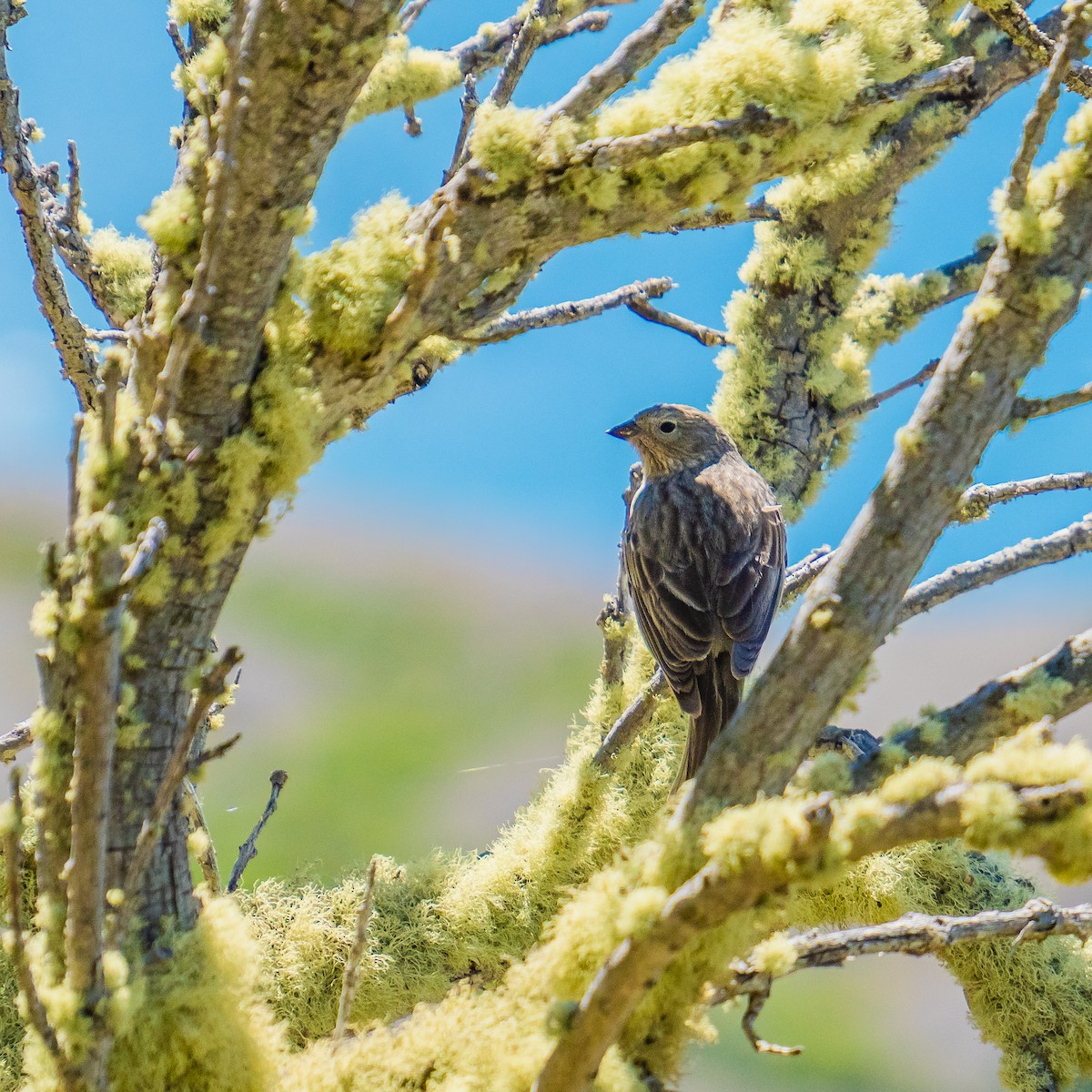 Plumbeous Sierra Finch - ML388435541