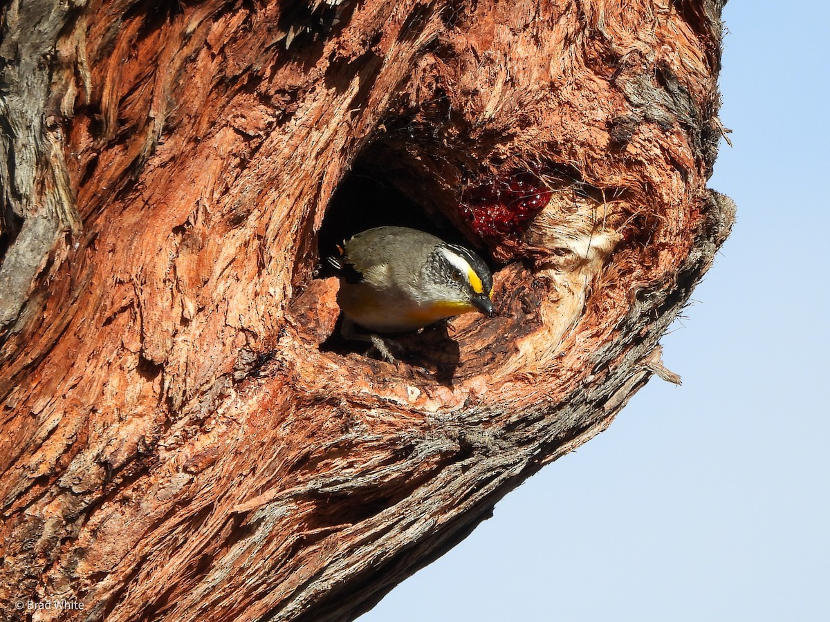 Streifenpanthervogel - ML388436711