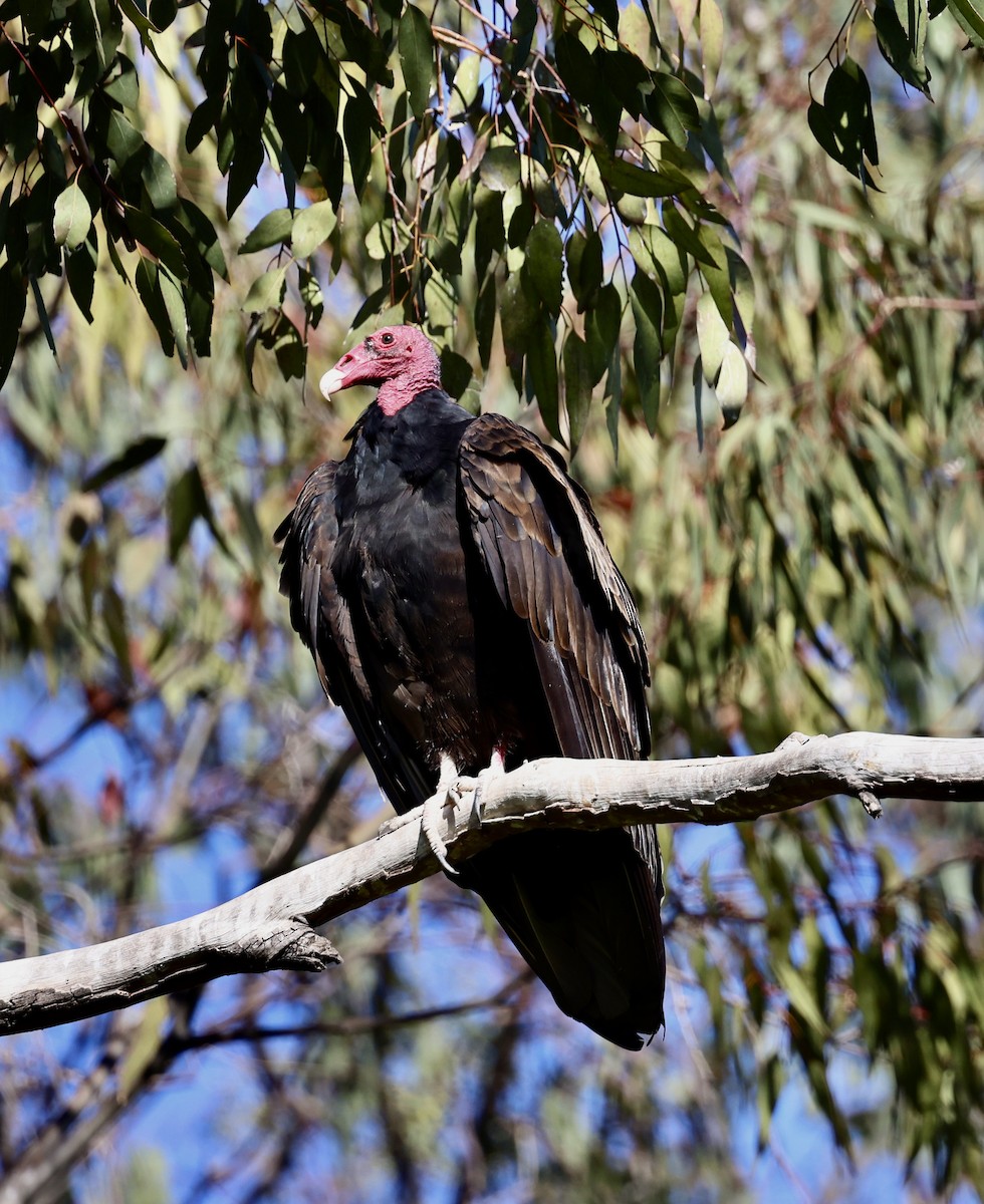 Turkey Vulture - ML388436781