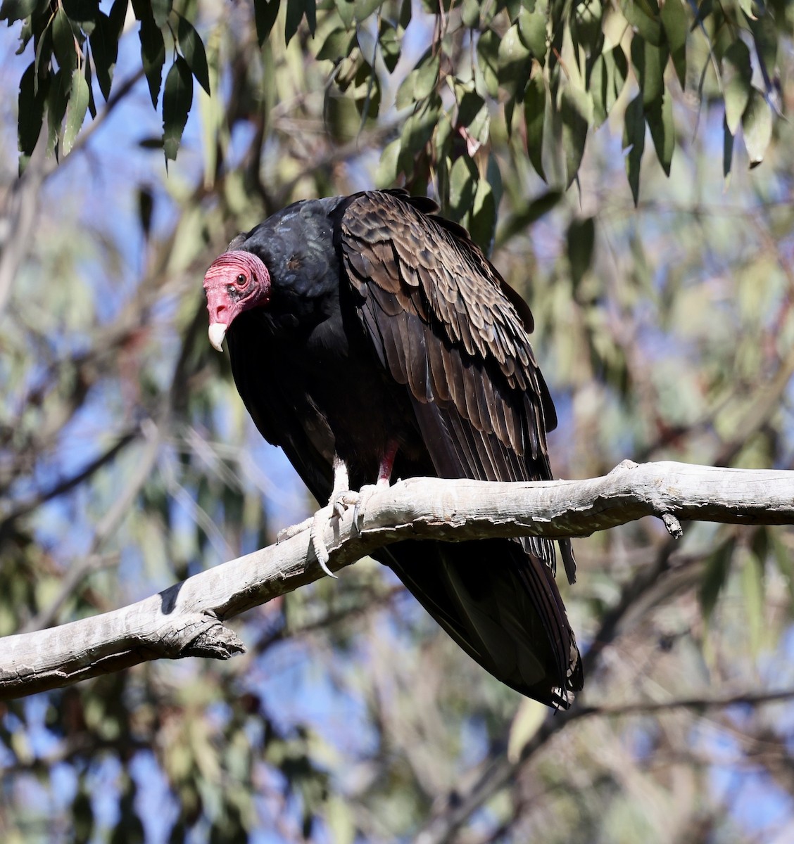 Turkey Vulture - ML388437201