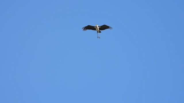 Marabou Stork - ML388439911