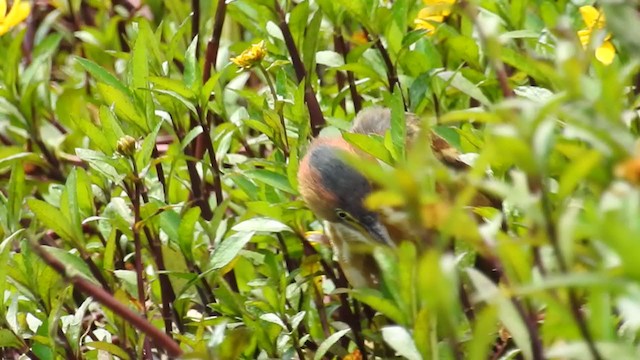 Least Bittern - ML388440961