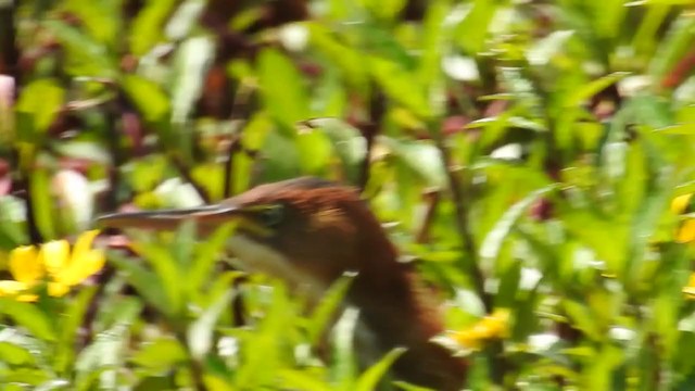 Least Bittern - ML388441051