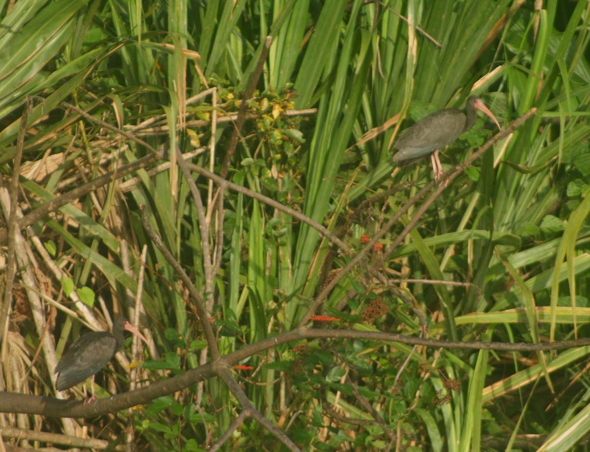 Bare-faced Ibis - ML38844231