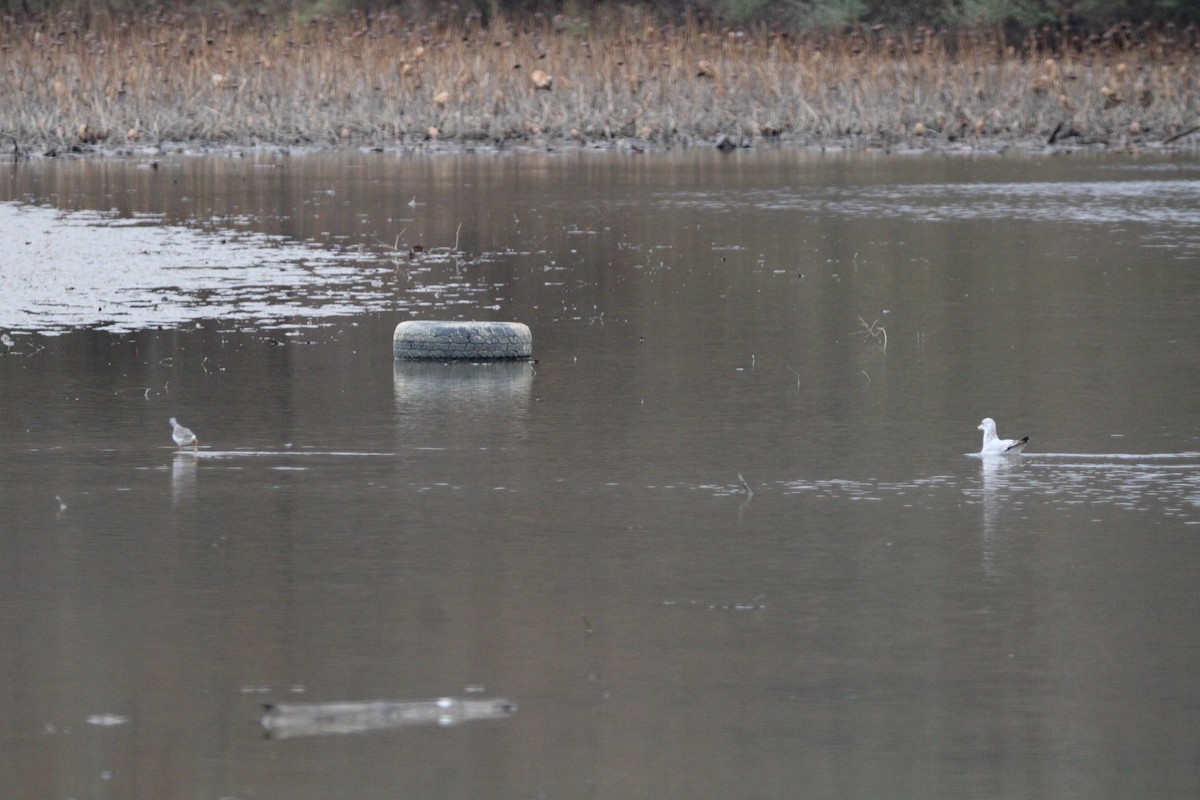 Ring-billed Gull - ML388442581