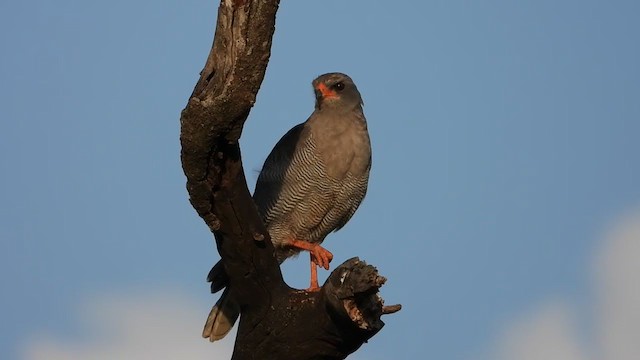 Dark Chanting-Goshawk - ML388443231