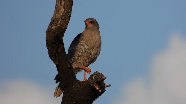 Dark Chanting-Goshawk - ML388443651