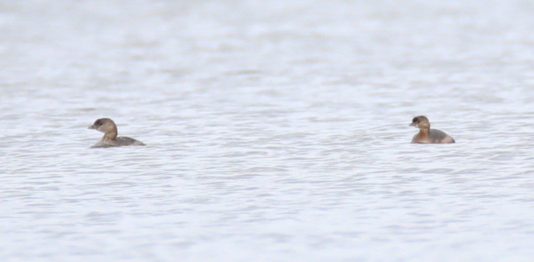 Pied-billed Grebe - ML388443681