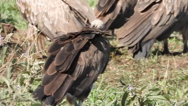 Hooded Vulture - ML388443711