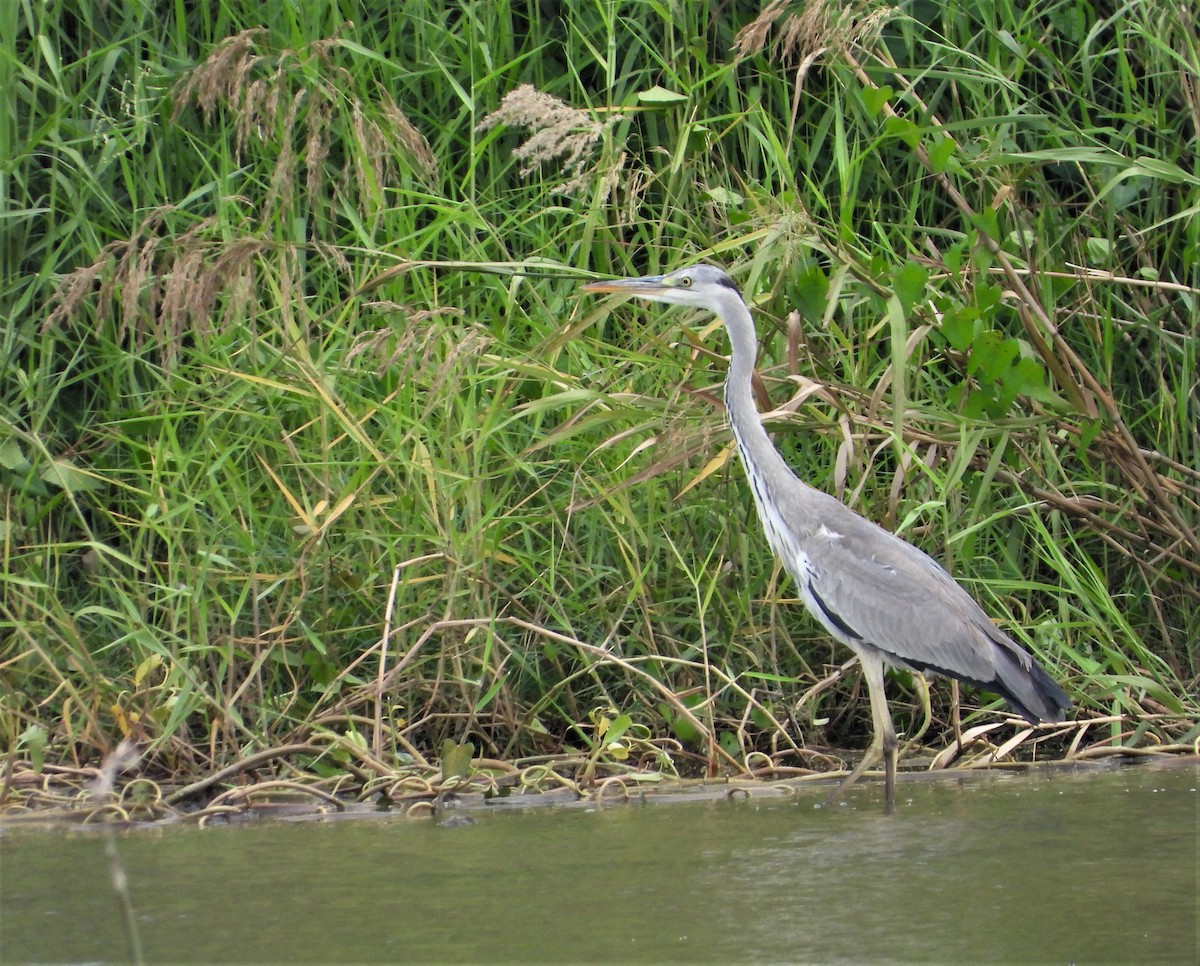 Gray Heron - ML388444181