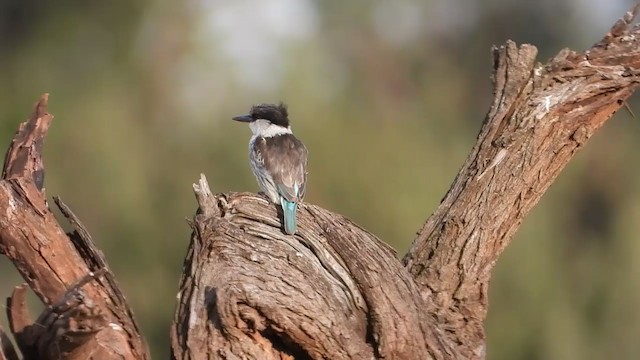 Striped Kingfisher - ML388445021