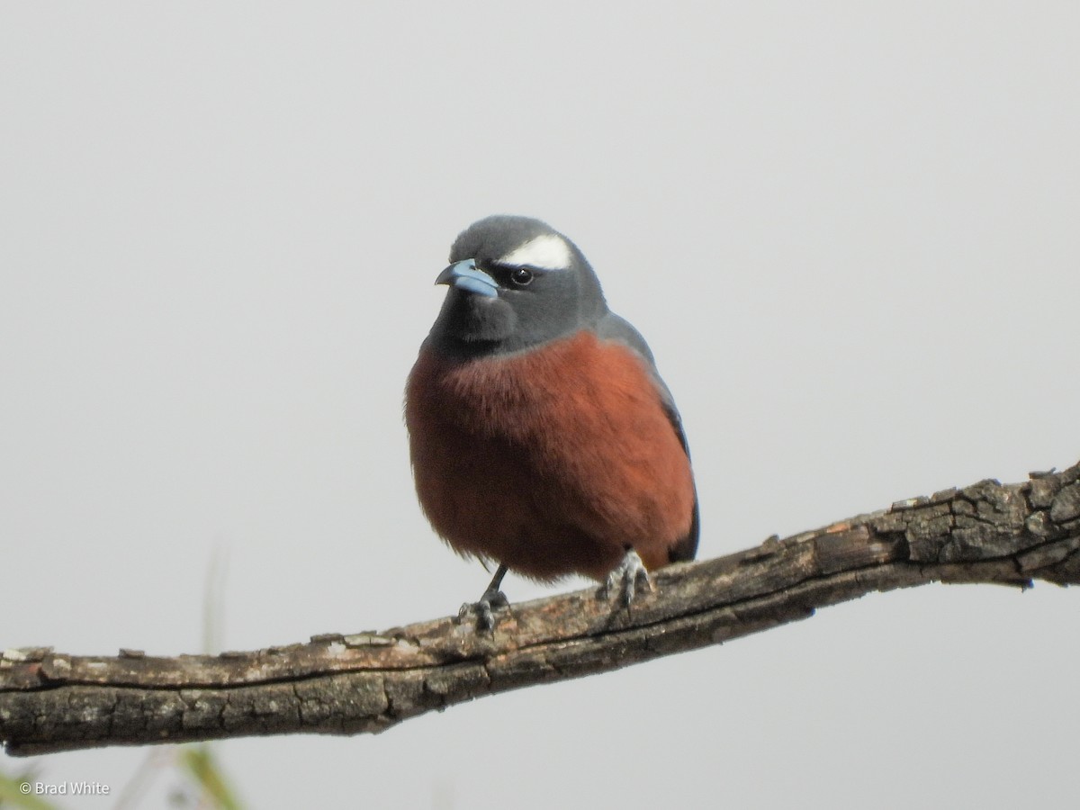 White-browed Woodswallow - ML388445411