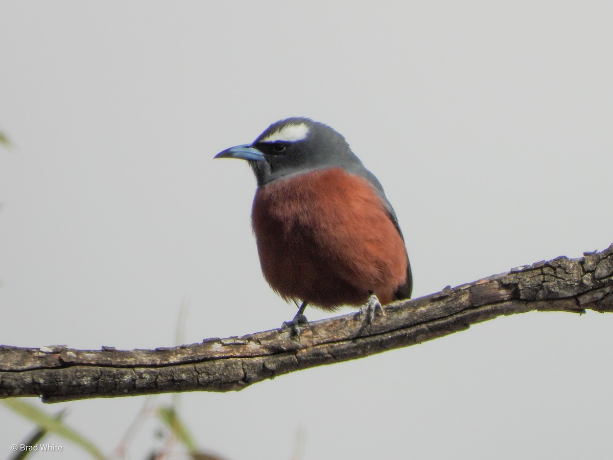 White-browed Woodswallow - ML388445431