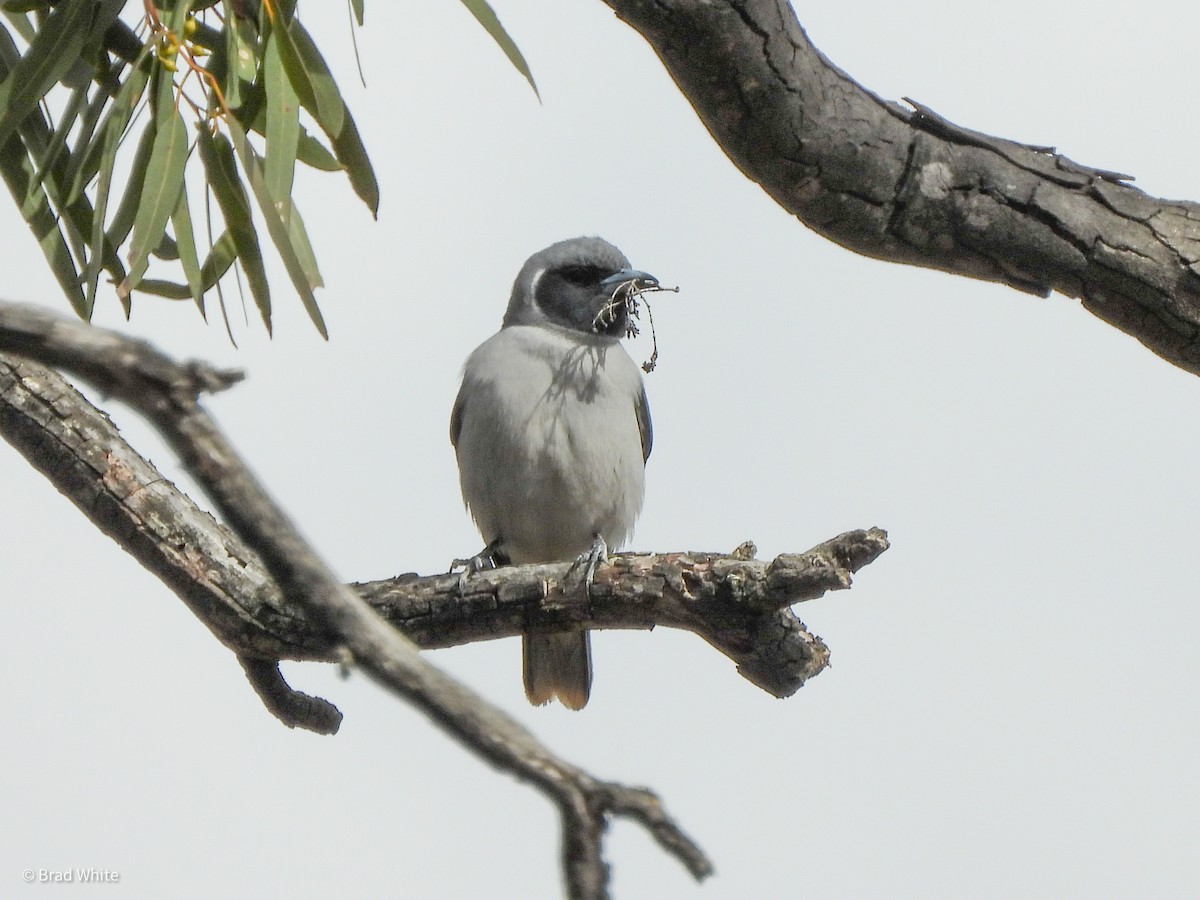 Masked Woodswallow - ML388445461