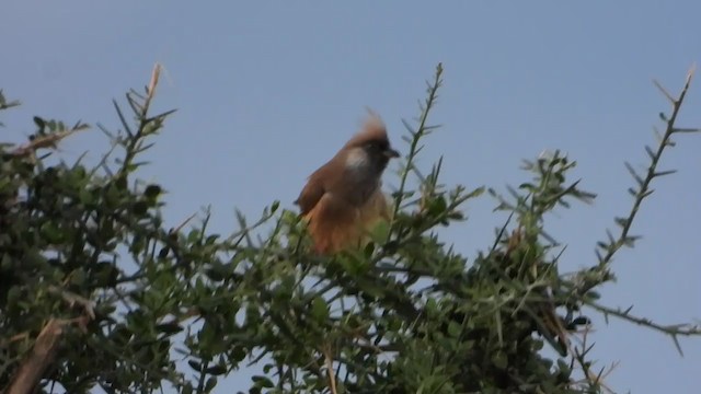 Speckled Mousebird - ML388445531