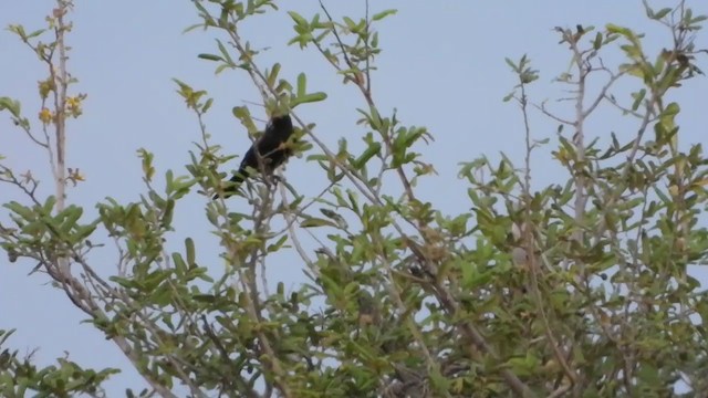 Red-billed Buffalo-Weaver - ML388446511