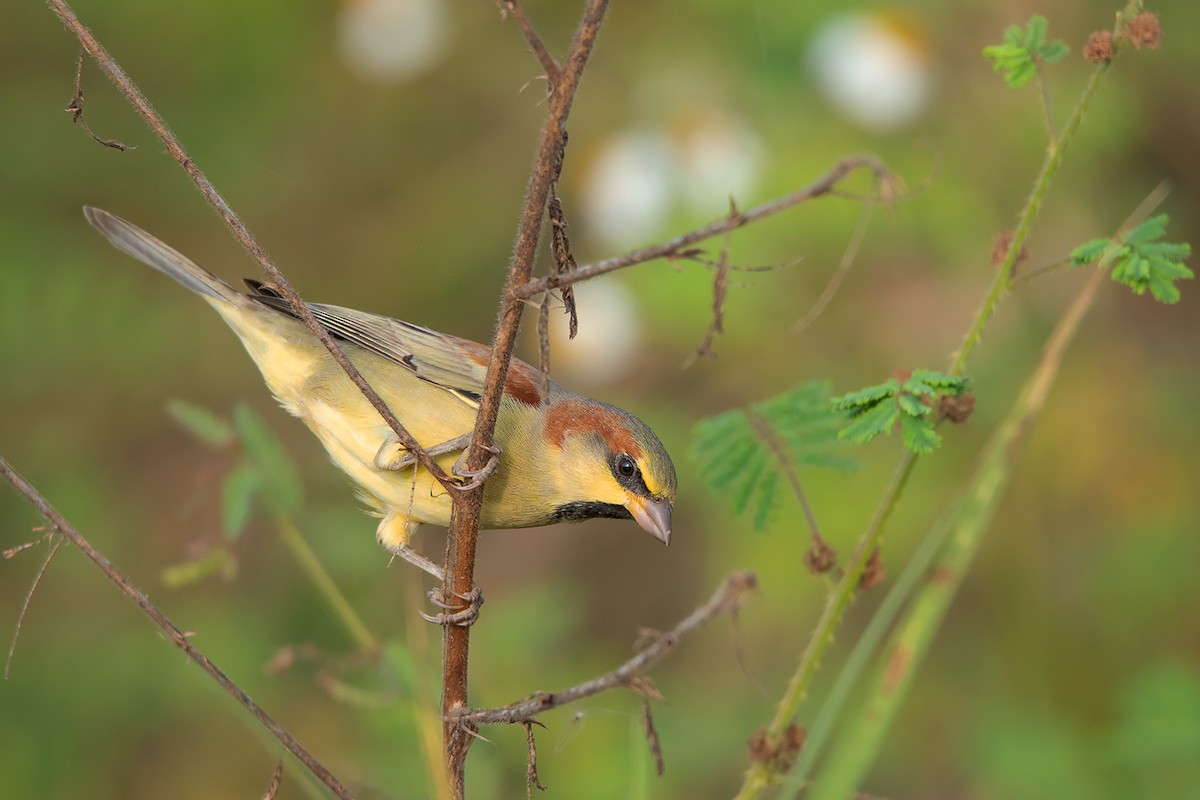 Plain-backed Sparrow - ML388446971