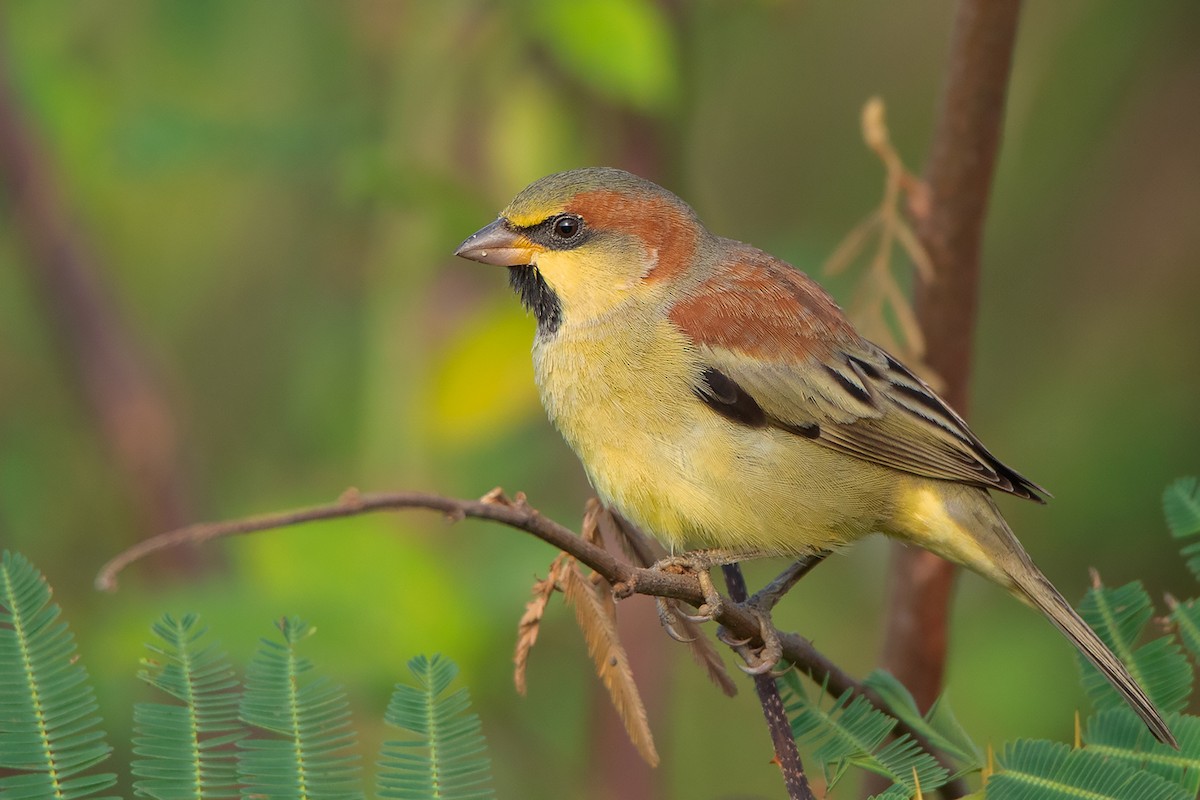 Plain-backed Sparrow - ML388446981