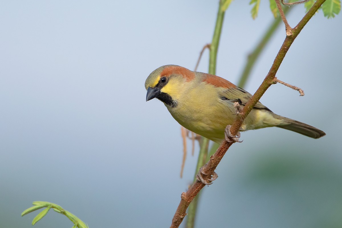 Plain-backed Sparrow - ML388446991