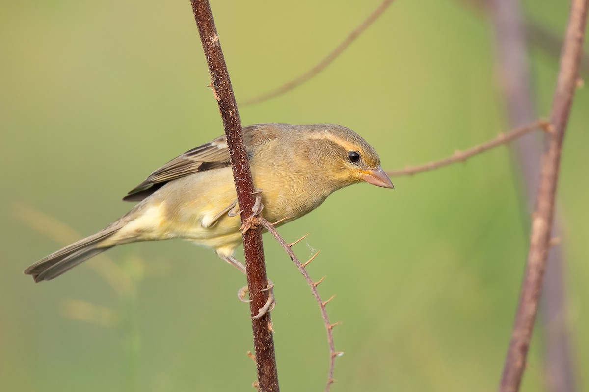 Plain-backed Sparrow - ML388447011