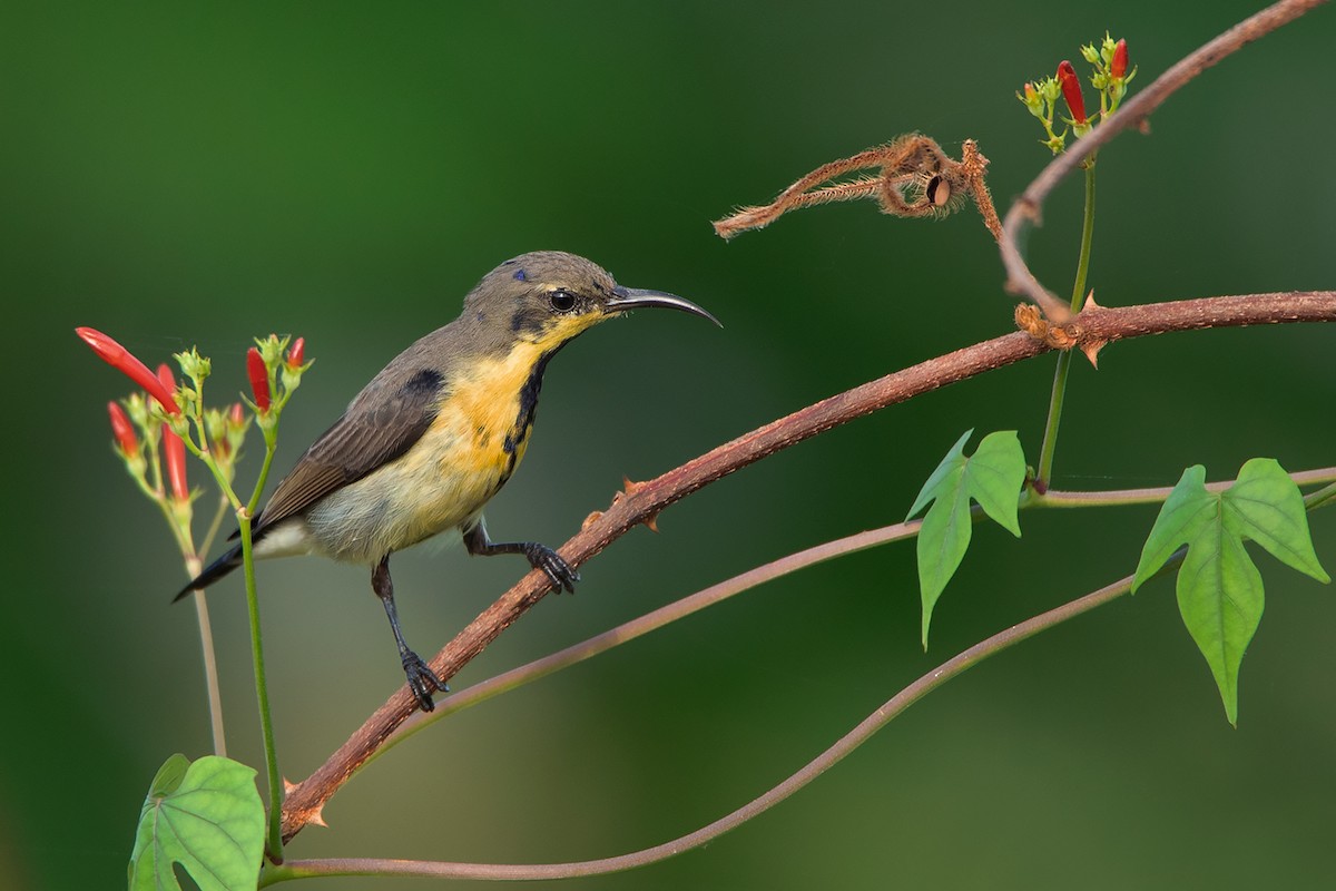 Purple Sunbird - ML388447061