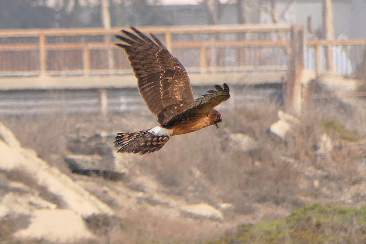 Northern Harrier - ML388447241