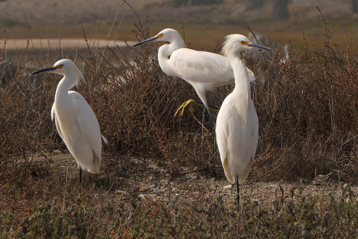 Snowy Egret - ML388447281