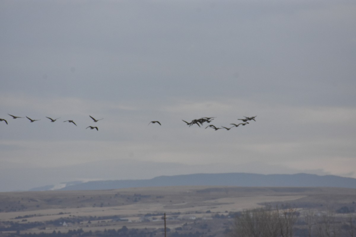 Canada Goose - Larry Langstaff