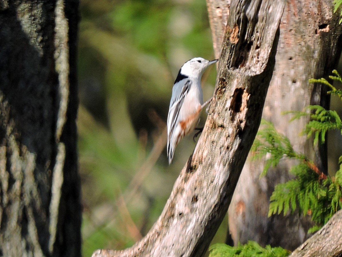 White-breasted Nuthatch - ML388448311