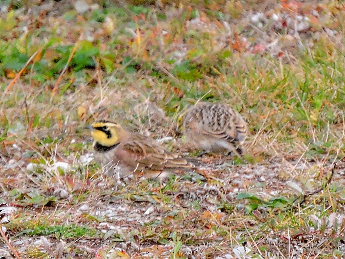 Horned Lark - Melody Walsh