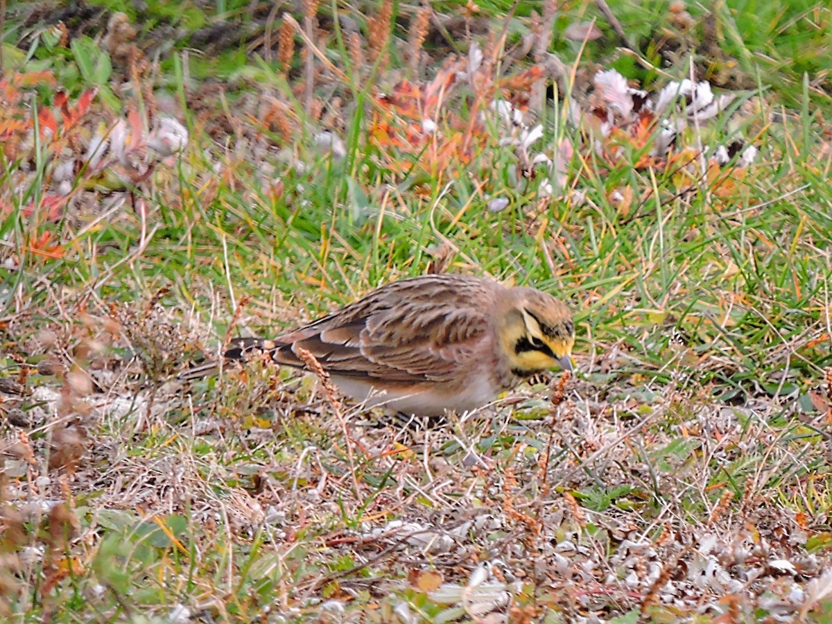 Horned Lark - Melody Walsh