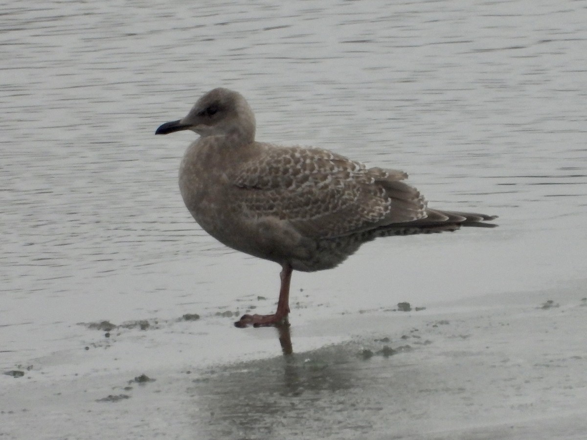 Iceland Gull (Thayer's) - ML388450961