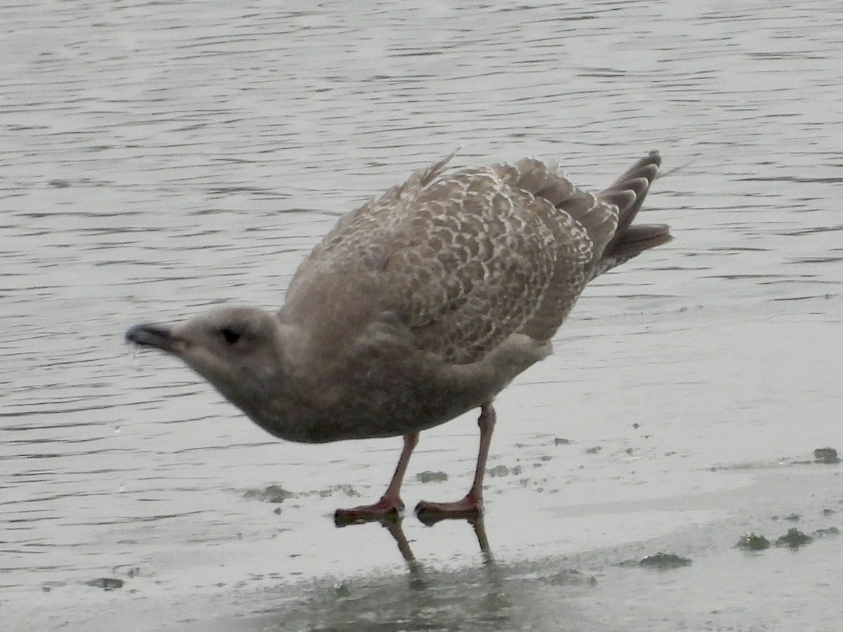 Iceland Gull (Thayer's) - ML388451081