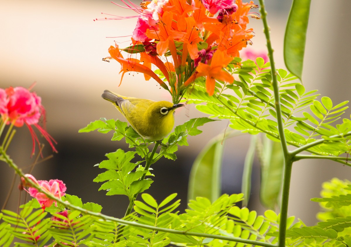 Indian White-eye - ML388452921