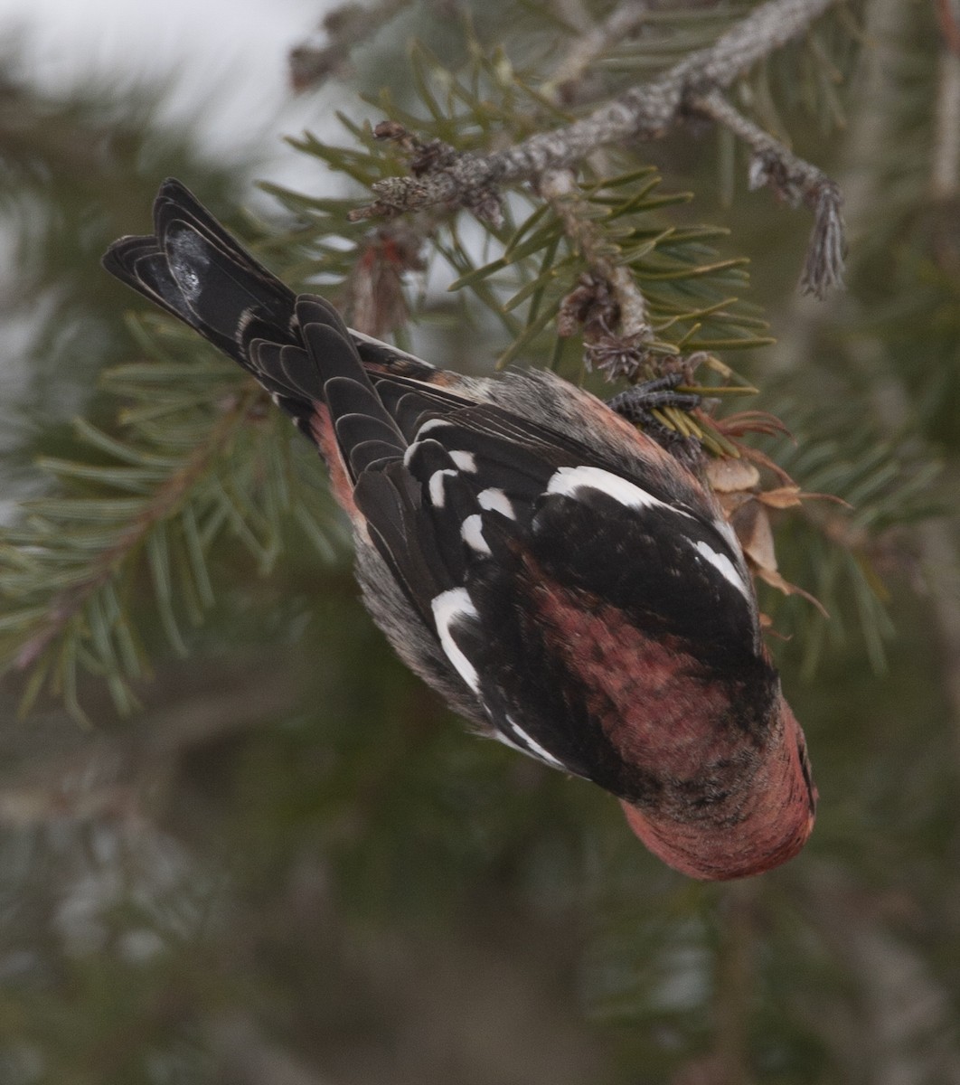 White-winged Crossbill - ML38845301