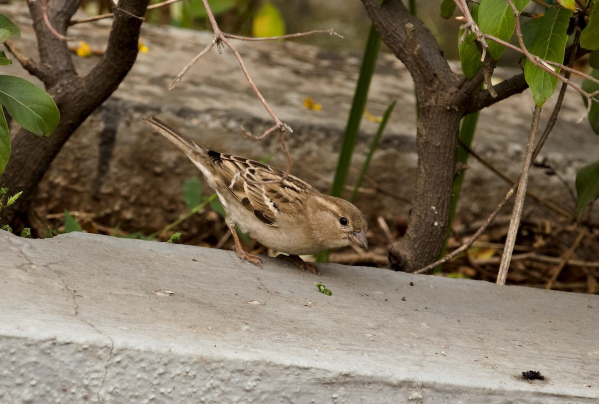 House Sparrow - ML388453171