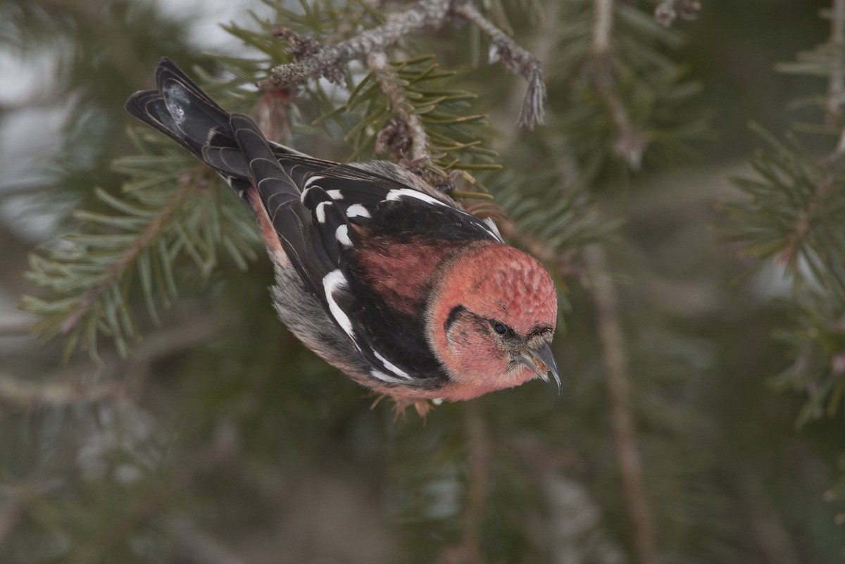 White-winged Crossbill - Jeffrey Moore