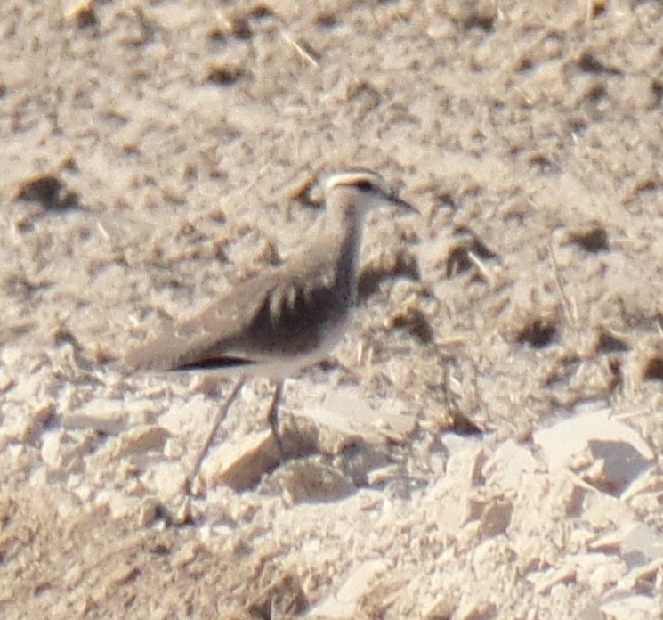 Sociable Lapwing - ahmad mohammadi ravesh