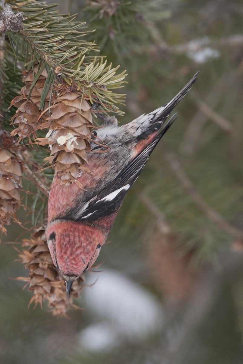 White-winged Crossbill - ML38845381