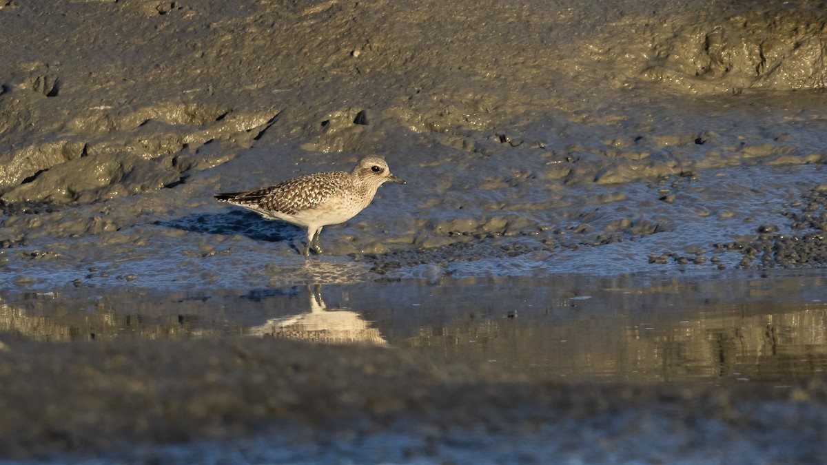 Black-bellied Plover - ML388454051