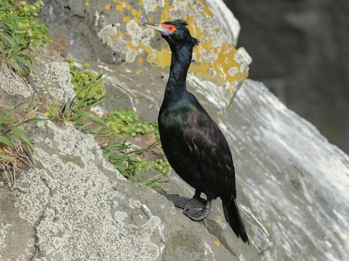 Red-faced Cormorant