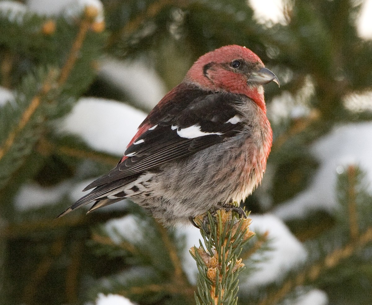 White-winged Crossbill - ML38845481