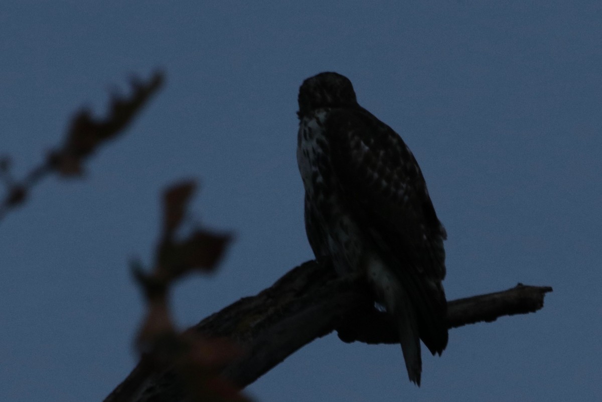 Red-tailed Hawk - ML388457951