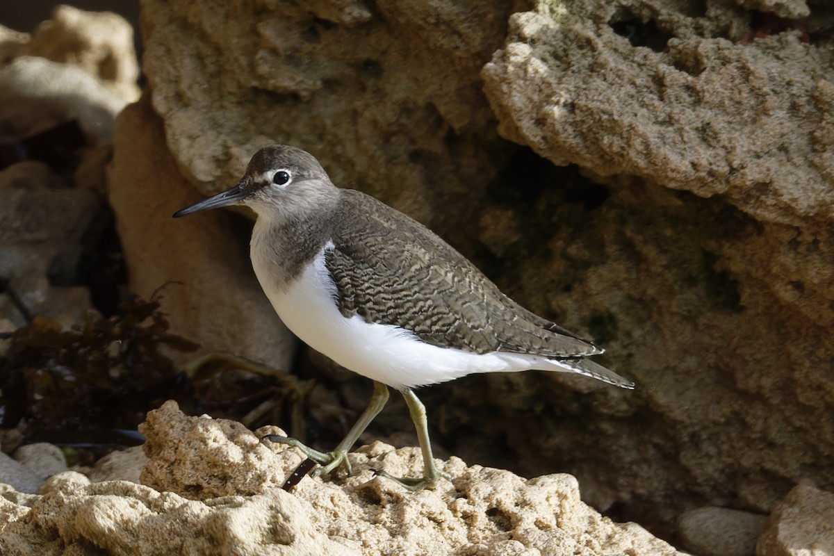 Common Sandpiper - Anonymous