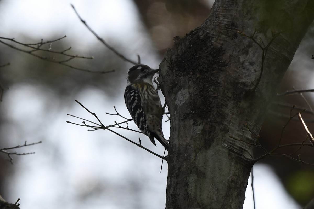 Japanese Pygmy Woodpecker - ML388460651