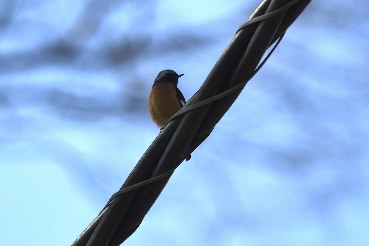 Daurian Redstart - ML388460821