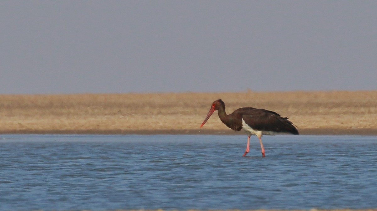 Black Stork - ML388460851