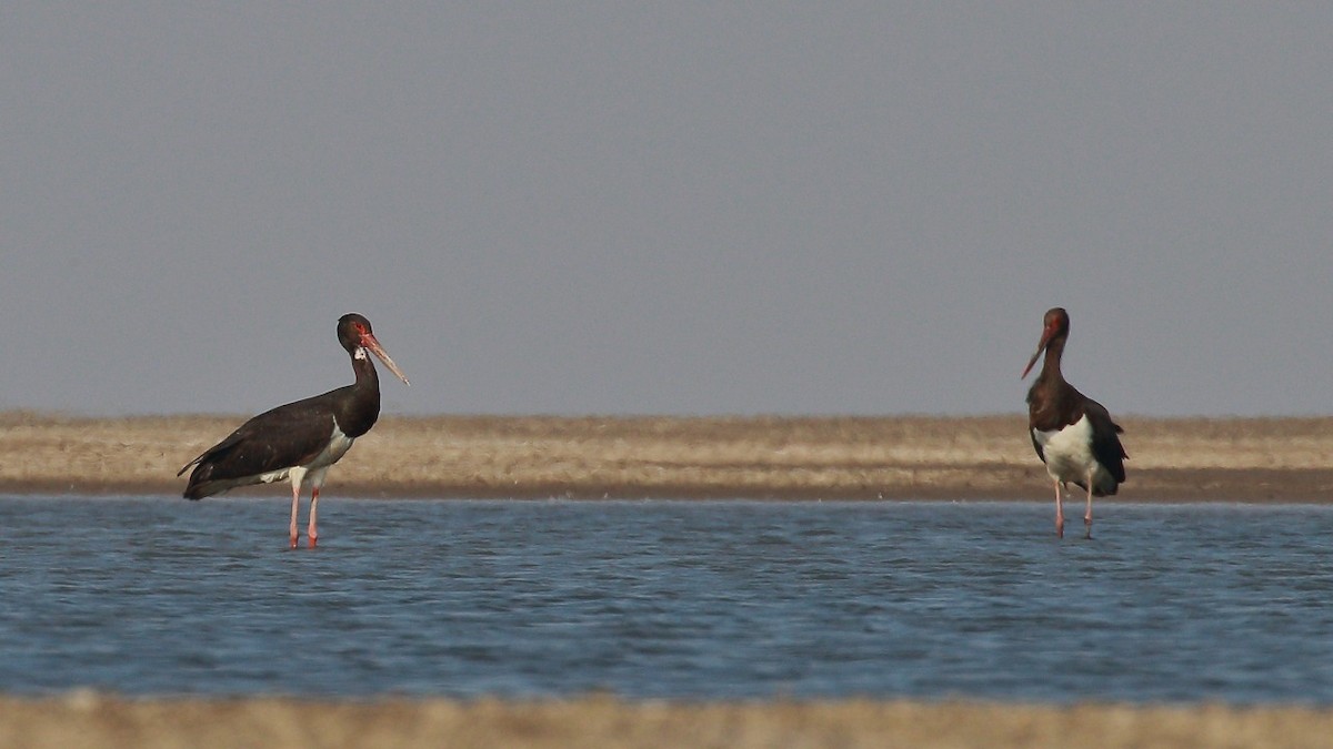 Black Stork - Tushar Tripathi