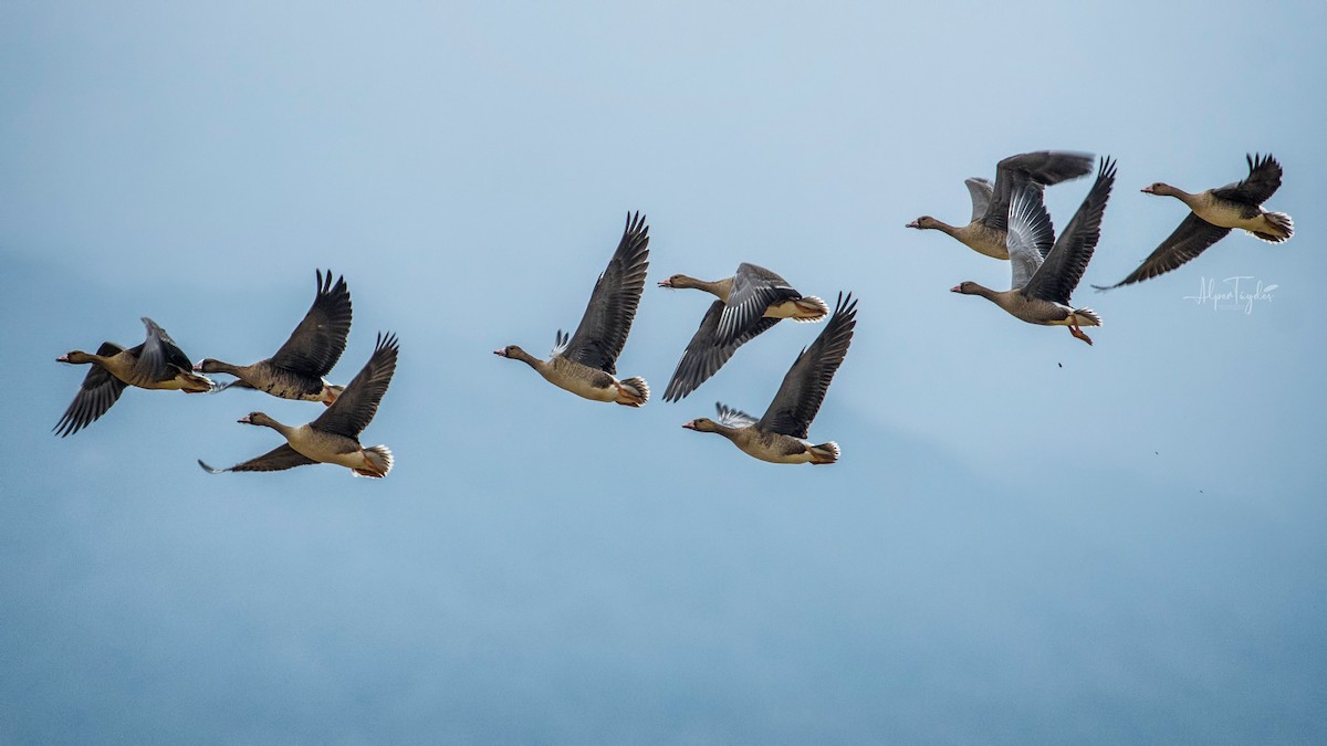 Greater White-fronted Goose - Alper Tüydeş