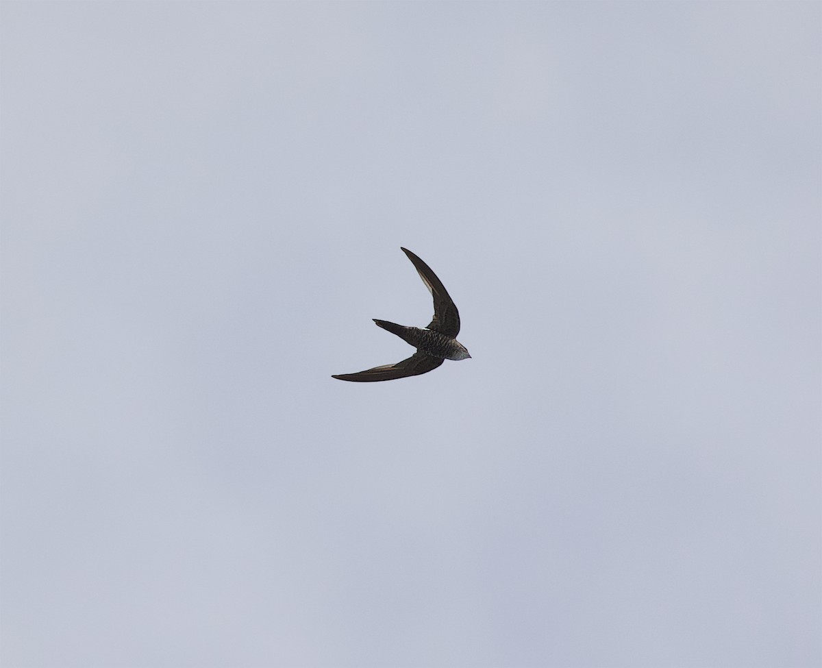 Pacific Swift - ML388466751